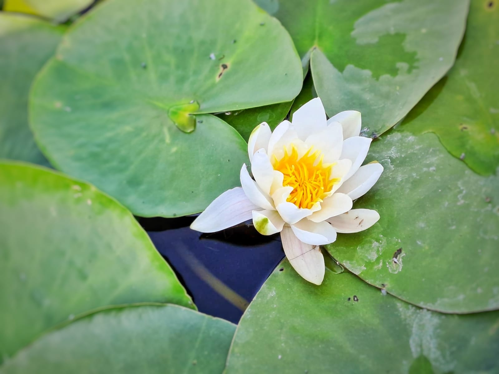 Excursie cu barca de 2.5 ore in Delta Dunarii